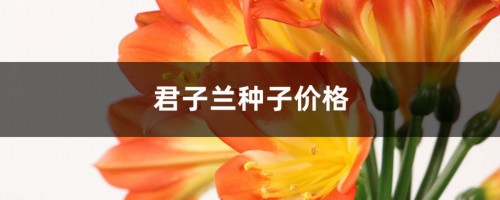 君子兰种子价格，君子兰种子种植方法