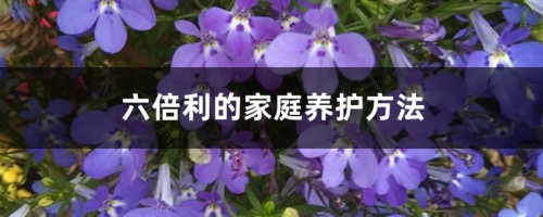 六倍利的家庭养护方法