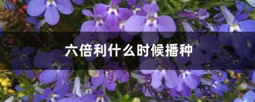 六倍利什么时候播种