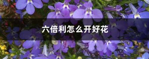 六倍利怎么开好花