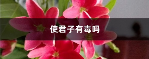 使君子有毒吗